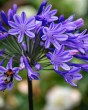 Agapanthus Black Buddhist (1)